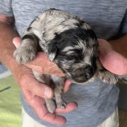 Kibitzer - Merle female Sheepadoodle puppy in Buford, Georgia from Guppy Puppies