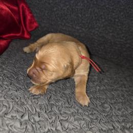 Red - Golden male Golden Retriever puppy in Phoenix, Arizona from Ashrose Kennels