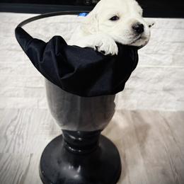 Blue - Light golden male Golden Retriever puppy in Clovis, California from Puppy Love, Hall's Goldens