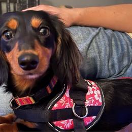 Zoey - Dachshund