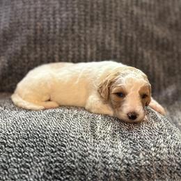 Dottie - Parti female Goldendoodle puppy in Fayetteville, Arkansas from Mountain Grove Doodles