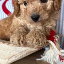 Patriot - male Cavapoochon puppy in Centerburg, Ohio from Doodles by design