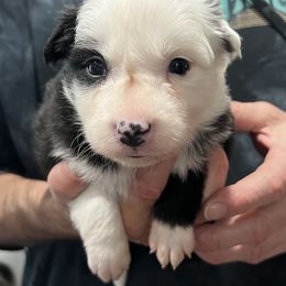 Girl 1 - Black female Border Collie puppy in Memphis, New York from Dual Traxx Border Collies