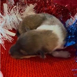 Prancer - Sable and white female Collie puppy in Morocco, Indiana from Collegiate Bassets and Rheign Collies