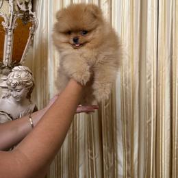 Simba - Orange sable male Pomeranian puppy in Bonita Springs, Florida from 🤎 Dreaming Puppies 🐶