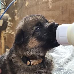 White - Sable female German Shepherd puppy in Carbondale, Kansas from T and M Elite Europeans German Shepherds