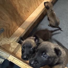 Belgian Malinois from Atkinson Kennels
