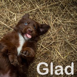 Border Collie, Golden Retriever, and Sporty Mix Puppies from Turbo Border Collies & Coltrievers