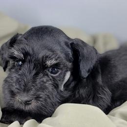 Otto - Black and silver male Miniature Schnauzer puppy in Saratoga Springs, Utah from Happy Beard Schnauzers