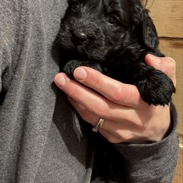 Sven - Black male Bernedoodle puppy in Constableville, New York from Zehr’s Labradoodles & Bernedoodles