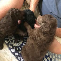 Poodle Puppies from Silberhund's Poodles