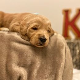 Goldendoodle Puppies from Knox Family Goldens & Doodles