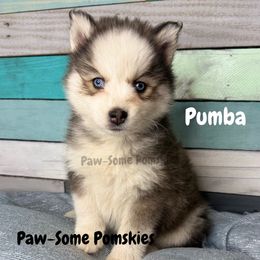 Pumba - Black and white male Pomsky puppy in Krum, Texas from Paw-Some Pomskies