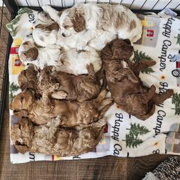 Cavapoo Puppies from North Ranch Doodles