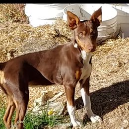 Magic - Rat Terrier