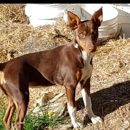 Magic - Rat Terrier