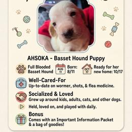 Basset Hound Puppies from Violet Lane Basset Hounds