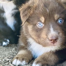 Cedar - Red & white male Australian Shepherd puppy in Hempstead, Texas from Young Gun Aussies