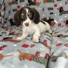 Dachshund Puppies from Weenie Haven