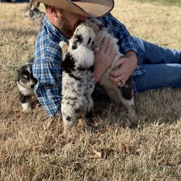Australian Shepherd Puppies from Westrip Angus & Aussies