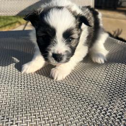 Dexter - Tri-colored male Pomeranian puppy in Hernando, Mississippi from The Pom Squad