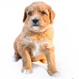 Sky - Red  male Goldendoodle puppy in Boise, Idaho from Goldendoodle Baby