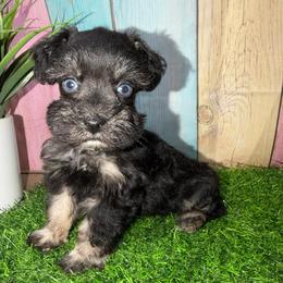 Rigby - Black and silver female Miniature Schnauzer puppy in Lufkin, Texas from C&K’s Schnauzer House