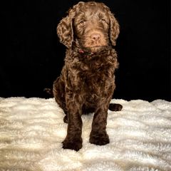 Double Doodle and Goldendoodle Puppies from Patterson Doodles