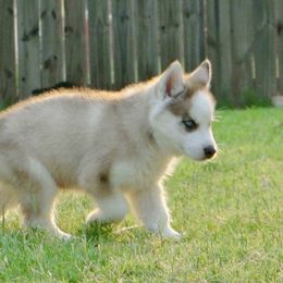 Siberian Husky Puppies from Ortega's Siberian Huskies