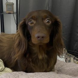 Dachshund All Grown Up from Hicks Haus Dachshunds