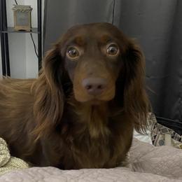 Dachshund All Grown Up from Hicks Haus Dachshunds