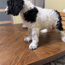 Bernedoodle and Double Doodle Puppies from ETX Dandy Doodle