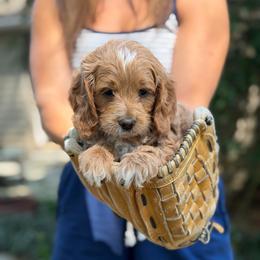 Dean - Apricot male Goldendoodle puppy in Columbia, South Carolina from Glittering Grace Goldendoodles