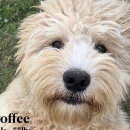 Toffee - SM0555 - Cream male Australian Labradoodle puppy in Easley, South Carolina from Royal Diamond Labradoodles