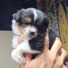 ASDR 2 Blue's Shortbread Cookie - Black tri male Toy Australian Shepherd puppy in Tremont, Tennessee from 2 Blue Toy Aussies