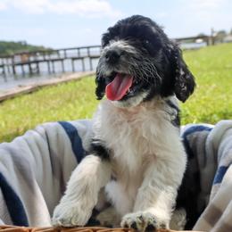 Oreo - Parti male Goldendoodle puppy in Summerton, South Carolina from Lake Marion Kennels