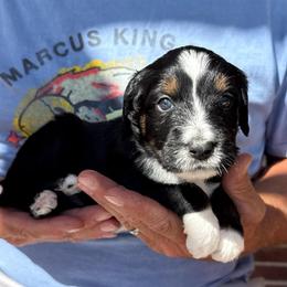 Fern - Tri-color female Bernedoodle puppy in Ferguson, North Carolina from Elevated Standards NC