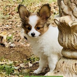Papillon puppies from PapillonPups
