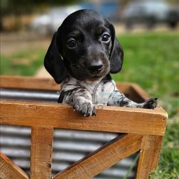 Logan smooth black and tan pie - Piebald male Dachshund puppy in Herald, California from Bluegum Dachshunds