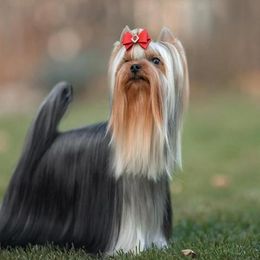 Biewer Terriers and Yorkshire Terriers from Niczarbiewers