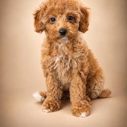 Breeze - Red  male Poodle puppy in Wharton, Texas from In the Red Poodles