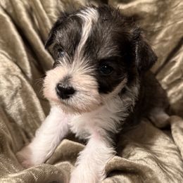 G1 - Salt and pepper female Miniature Schnauzer puppy in Lebanon, Missouri from Brown’s Kennel Club