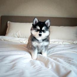 Leo Junior - Black and white male Pomsky puppy in Greencastle, Indiana from JDpomskies