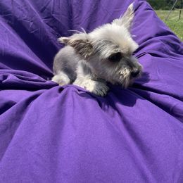 Moose - Yorkshire Terrier
