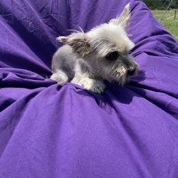 Moose - Yorkshire Terrier