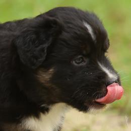 Ventress - Black tri female Miniature Australian Shepherd puppy in Ocala, Florida from Silver River Mini Aussies