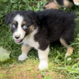 Boy 3 - Black tri-color Australian Shepherd puppy in Eddyville, Kentucky from Cactus J Aussies