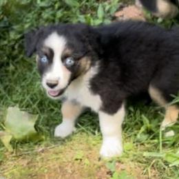 Boy 3 - Black tri-color Australian Shepherd puppy in Eddyville, Kentucky from Cactus J Aussies