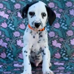 Rowan - White and black male Dalmatian puppy in Whitwell, Tennessee from Rock a Dalmatian “RockADal”