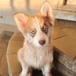 Sparrow - Chocolate male Pomsky puppy in Cleveland, Ohio from Lake Point Pomskies